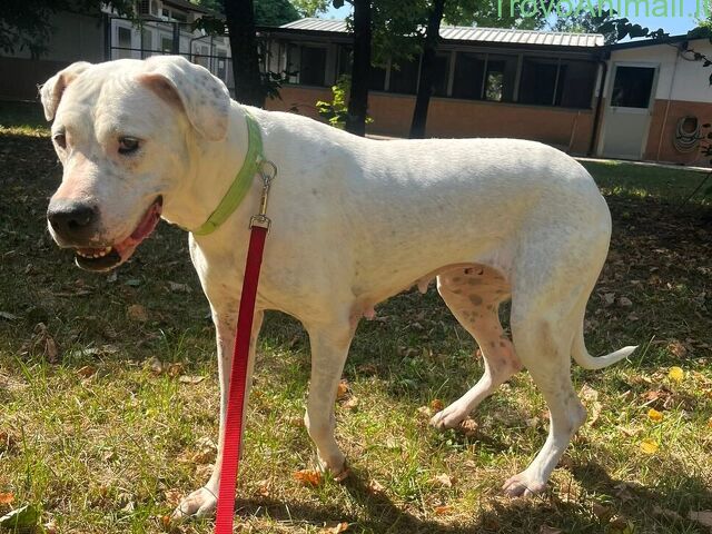 CAGNOLINA DOGO ARGENTINO - 2/4