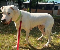 CAGNOLINA DOGO ARGENTINO - 2/4