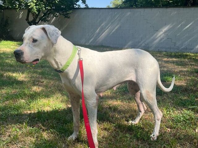 CAGNOLINA DOGO ARGENTINO - 3/4