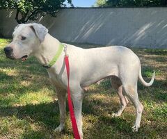 CAGNOLINA DOGO ARGENTINO - 3/4