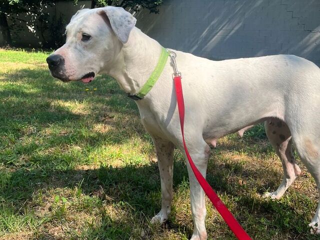 CAGNOLINA DOGO ARGENTINO - 4/4