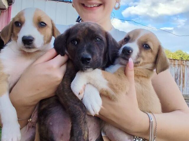 cuccioli di 2 mesi e mezzo - 1/4