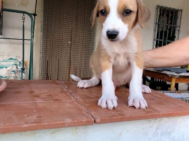 cuccioli di 2 mesi e mezzo - 2/4