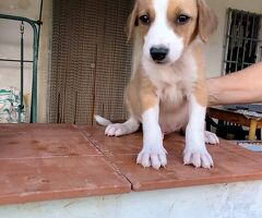 cuccioli di 2 mesi e mezzo - 2/4