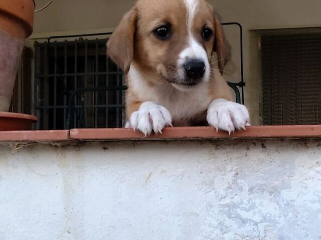 cuccioli di 2 mesi e mezzo - 3/4