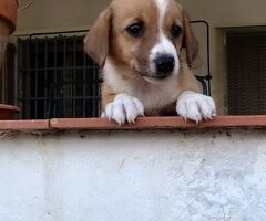 cuccioli di 2 mesi e mezzo - 3/4