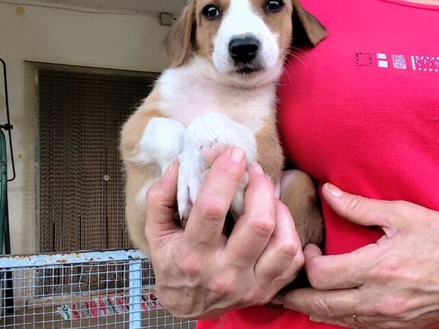 cuccioli di 2 mesi e mezzo - 4/4
