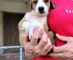 cuccioli di 2 mesi e mezzo - 4/4