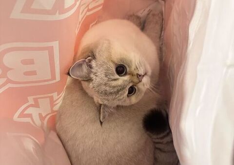 British gatto