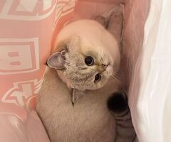 British gatto