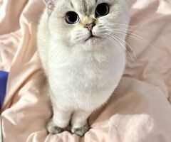 British gatto - 2/2