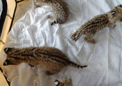 Gattino serval disponibile