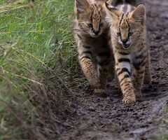 Gattino serval disponibile - 2/4
