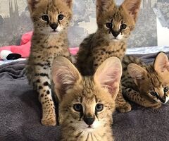 Gattino serval disponibile - 3/4