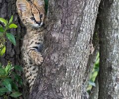 Gattino serval disponibile - 4/4