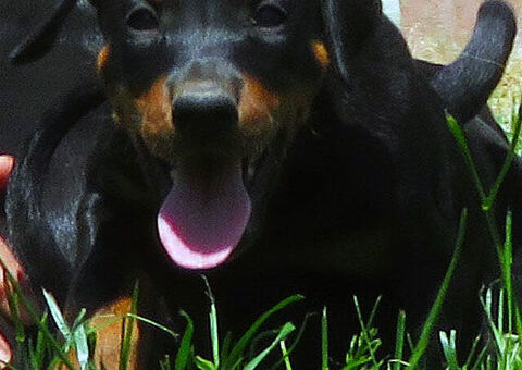 Dobermann cuccioli