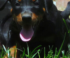 Dobermann cuccioli - 1/4