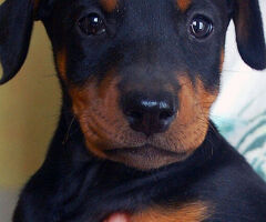 Dobermann cuccioli - 2/4