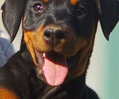 Dobermann cuccioli - 3/4
