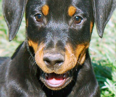 Dobermann cuccioli - 4/4
