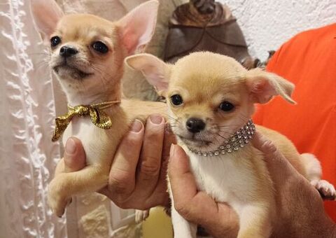 Cane chihuahua