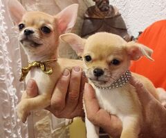 Cane chihuahua - 1/4