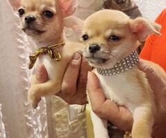 Cane chihuahua - 2/4