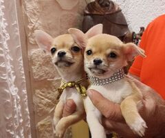 Cane chihuahua - 3/4