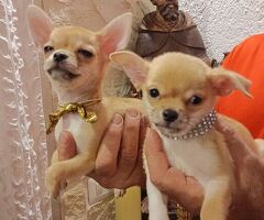 Cane chihuahua - 4/4