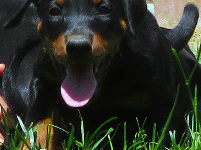 Dobermann cuccioli - 1/3