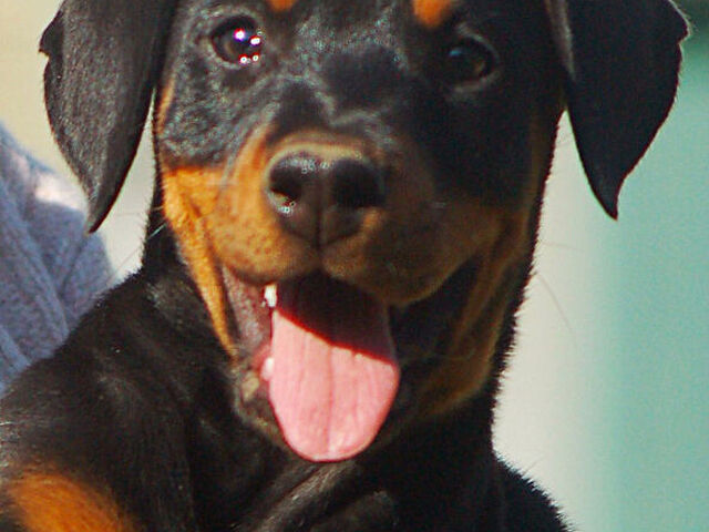 Dobermann cuccioli - 3/3