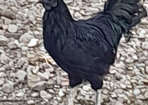 Uova feconde di Ayam cemani