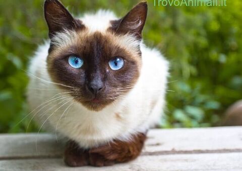  gatto siamese