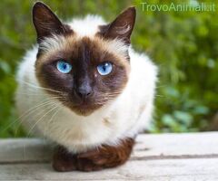  gatto siamese
