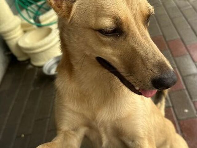 CANE METICCIO - 1/4