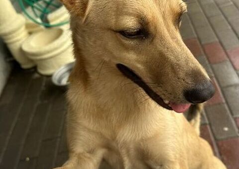 CANE METICCIO