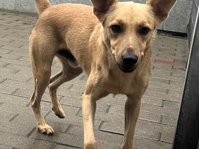 CANE METICCIO - 2/4