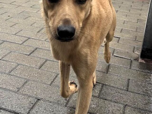 CANE METICCIO - 3/4