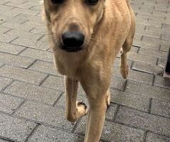 CANE METICCIO - 3/4