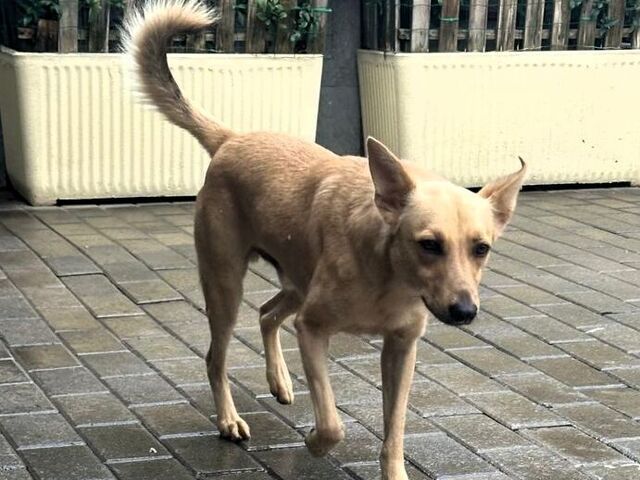 CANE METICCIO - 4/4