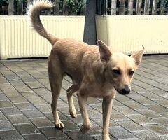 CANE METICCIO - 4/4