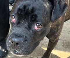  CANE METICCIO - 2/4