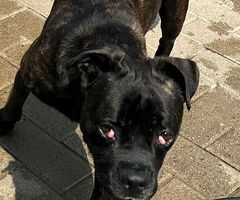 CANE METICCIO - 3/4