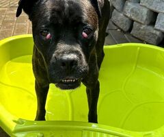  CANE METICCIO - 4/4