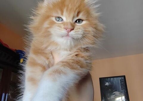 Dolcissimi cuccioli Maine Coon