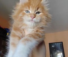 Dolcissimi cuccioli Maine Coon
