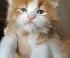 Dolcissimi cuccioli Maine Coon - 2/4