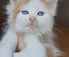 Dolcissimi cuccioli Maine Coon - 3/4