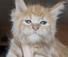 Dolcissimi cuccioli Maine Coon - 4/4