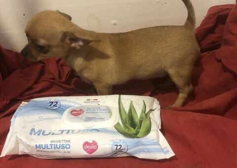 Chihuahua
